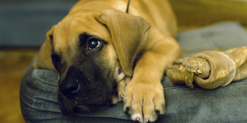 Síntomas de parásitos en perros: parásitos internos