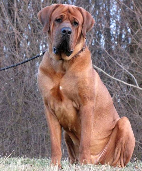 las razas de perro más grandes del mundo el Tosa Inu