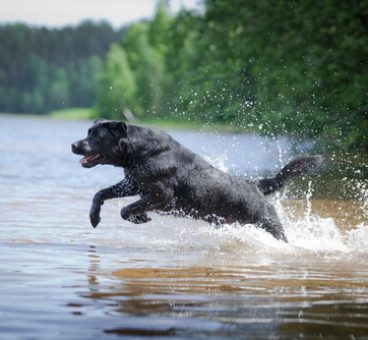 Un labrador rescató a dos perros de una canoa