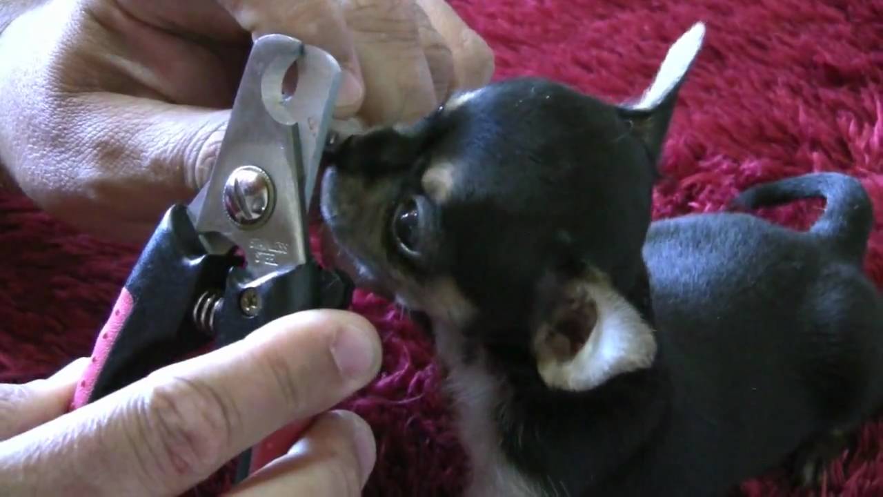 aprender cómo cortarle las uñas a un cachorro