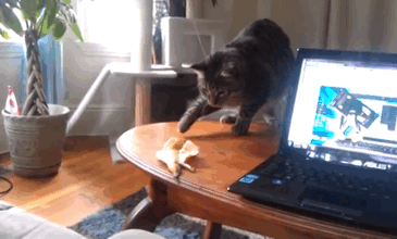 gato contra cascara de platano