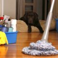 Consejos para mantener limpia una casa con mascota