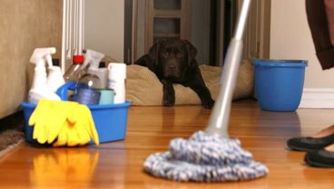 Consejos para mantener limpia una casa con mascota