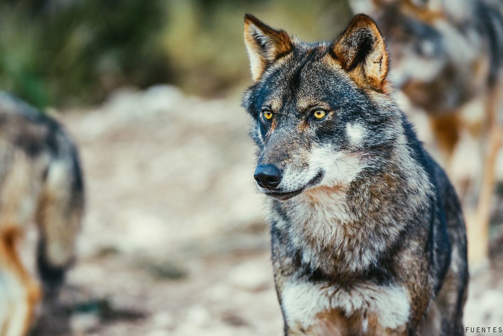 defensa del lobo iberico
