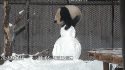 panda contra muñeco de nieve