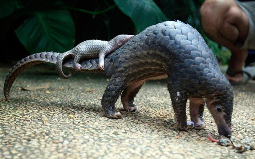 pangolin pangolin