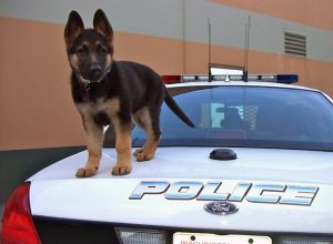 perro policia