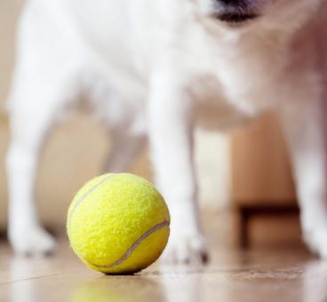 Perros abandonados recogen pelotas de tenis