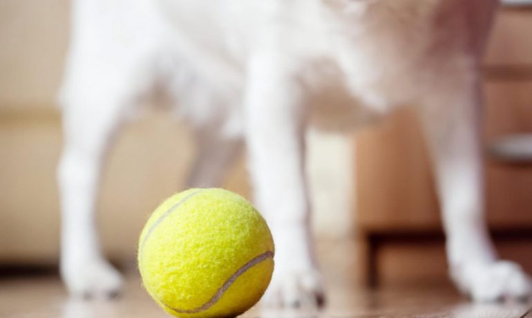 Perros abandonados recogen pelotas de tenis