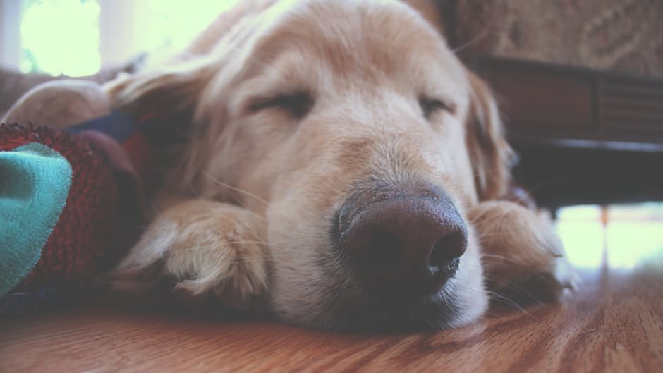 Los ciclos de sueño de los perros