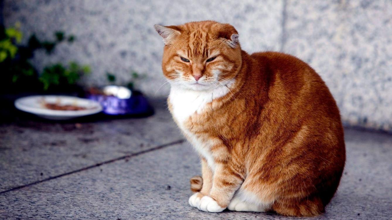 Puede Morir Un Gato Por Bolas De Pelo