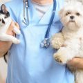 Preguntas básicas que debes hacerle al veterinario