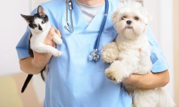 Preguntas básicas que debes hacerle al veterinario
