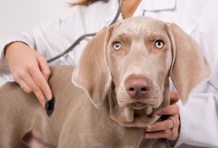 Qué podemos hacer ante una mala práctica veterinaria