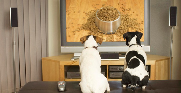 Qué ven los perros en la tele