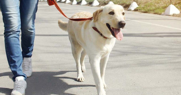 razas caninas más deportistas Labrador Retriever