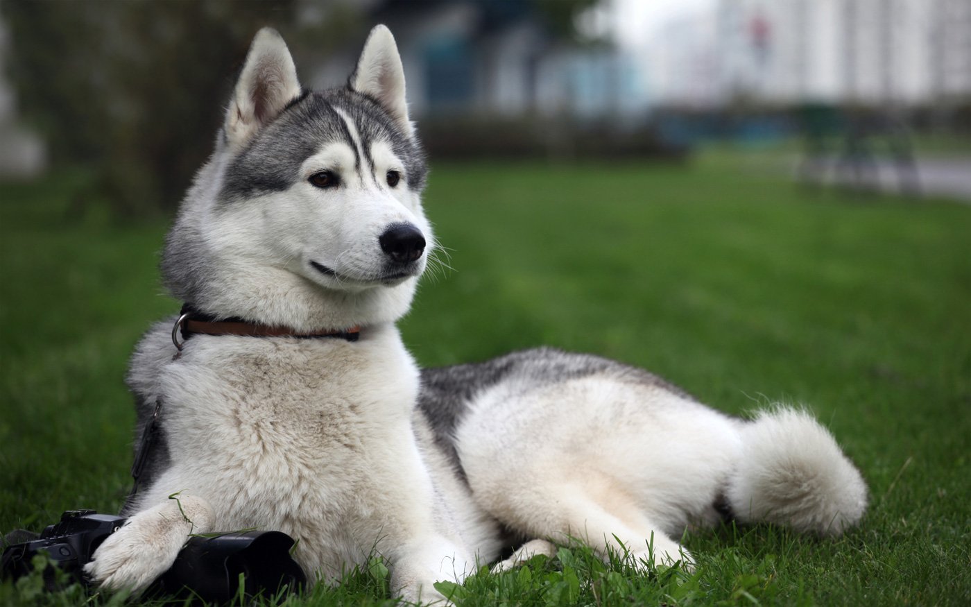 razas caninas más deportistas husky siberiano