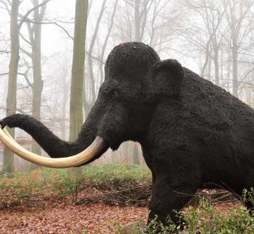 Un mamut