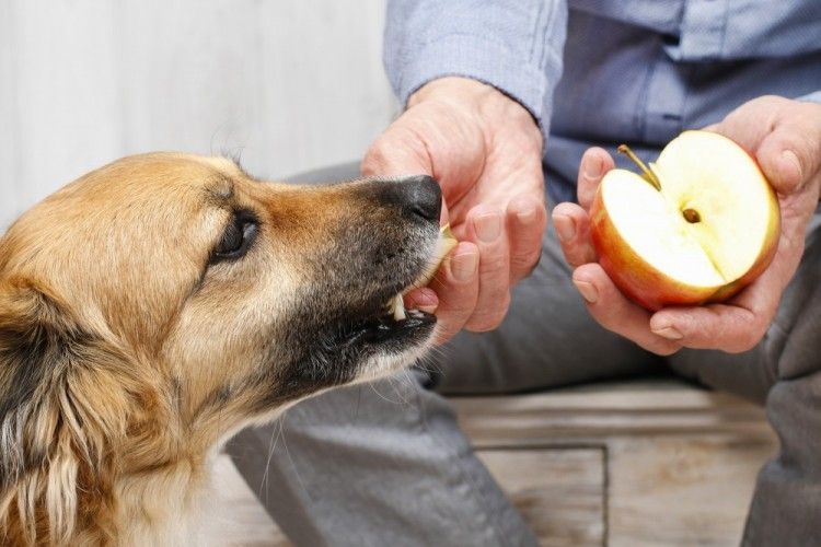 Alimentos que ayudan a los perros a mantener los dientes limpios