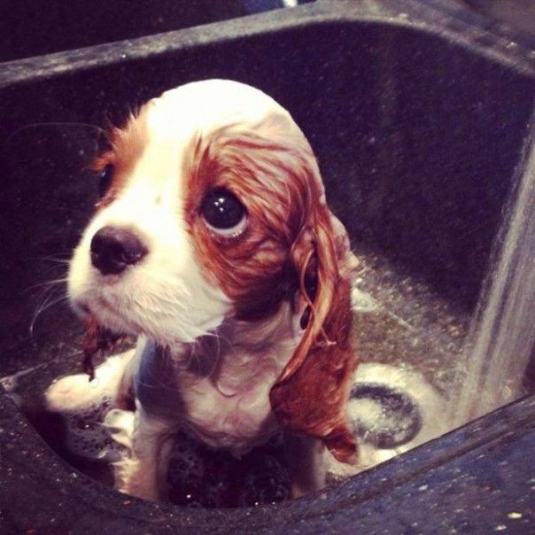 Cada cuánto hay que bañar a un cachorro