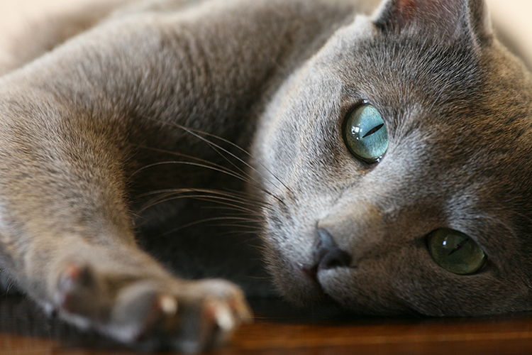 Características de la raza de gato azul ruso