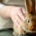 Consejos clave para cuidar a un conejo