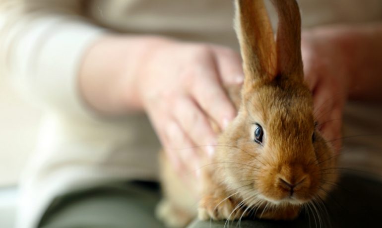 Consejos clave para cuidar a un conejo