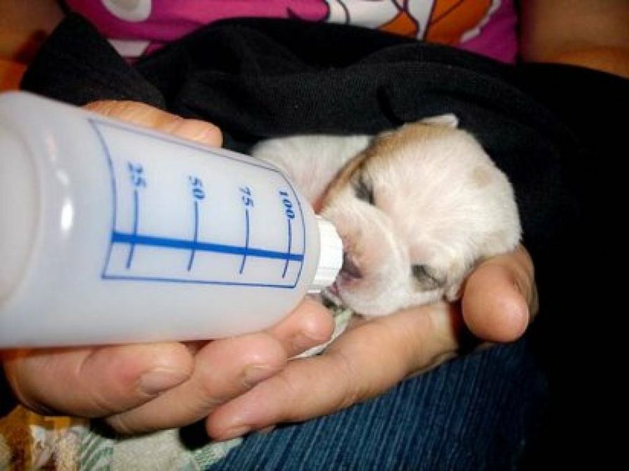 Cuánta leche necesita un cachorro recién nacido