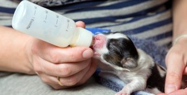 Cuánta leche necesita un cachorro recién nacido