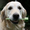 Cómo limpiar los dientes a un perro