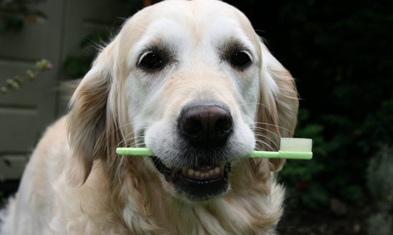 Cómo limpiar los dientes a un perro