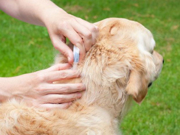 Cómo retirar las garrapatas a un perro