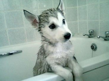 Descubre cada cuánto se baña a un perro