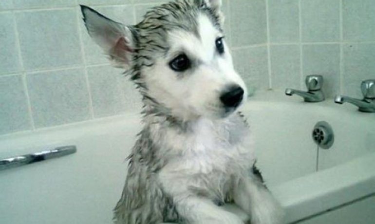 Descubre cada cuánto se baña a un perro
