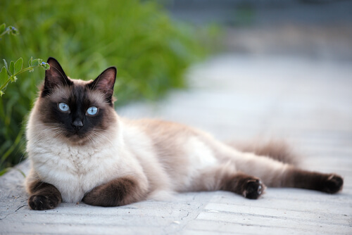 Te Lo Contamos Todo Sobre La Raza De Gato Siamés ¡entérate De Todo