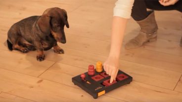 Juegos de inteligencia para perros