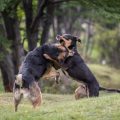 La policía rescata a 230 perros que se usaban en peleas