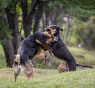 La policía rescata a 230 perros que se usaban en peleas