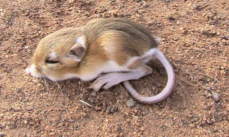 La rata canguro como mascota