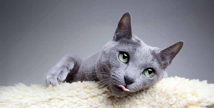 La salud de la raza de gato azul ruso