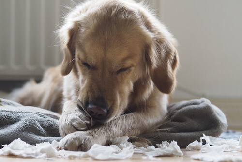 Lo que NO debes hacer si tu perro destroza su cama