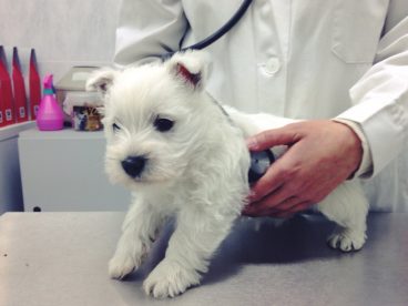 Los 10 motivos más frecuentes de urgencias veterinarias