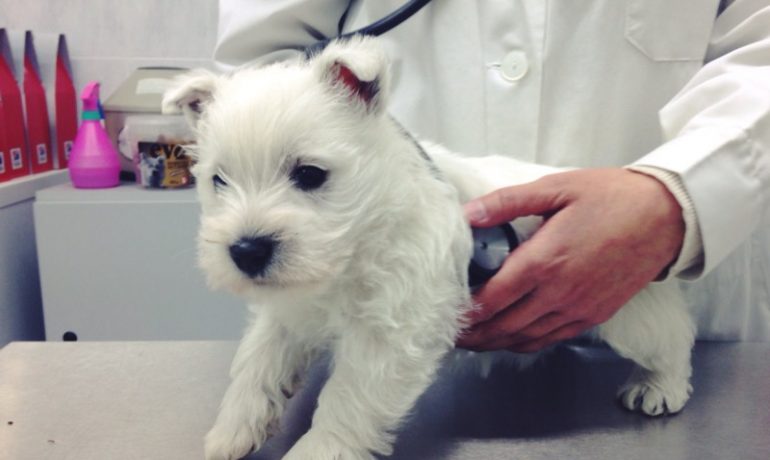 Los 10 motivos más frecuentes de urgencias veterinarias