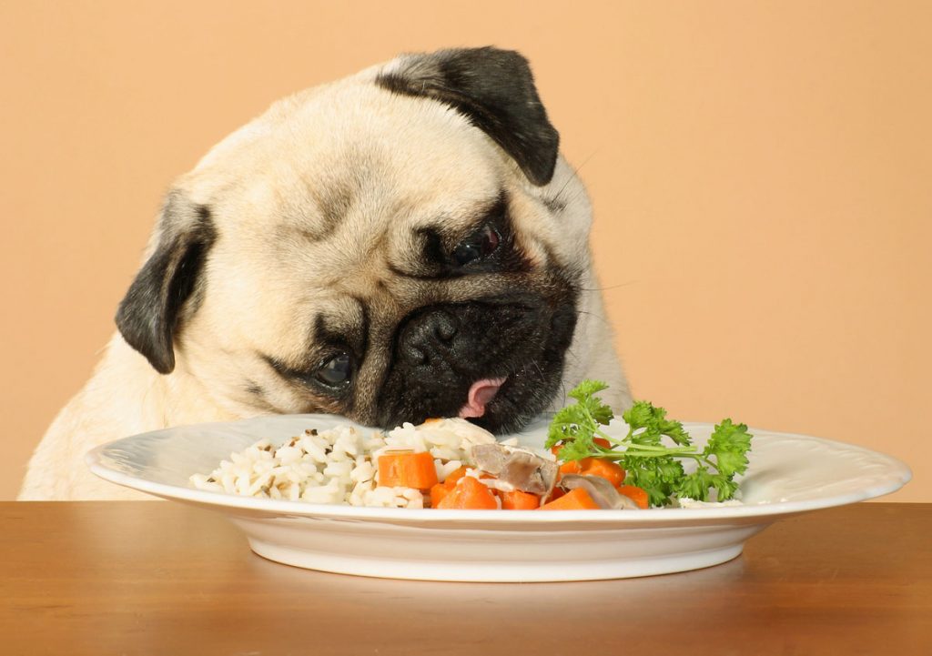  Por qué tu perro perro no para de pensar en comer