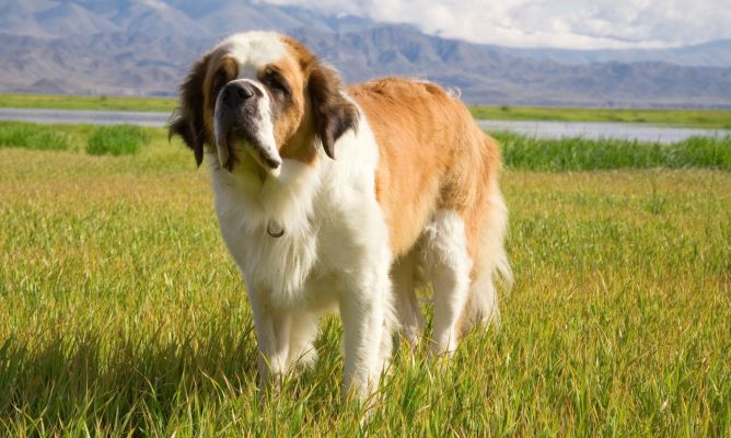 Prevención de la torsión gástrica canina