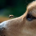 Qué hacer ante la picadura de abeja en perros