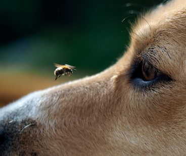 Qué hacer ante la picadura de abeja en perros