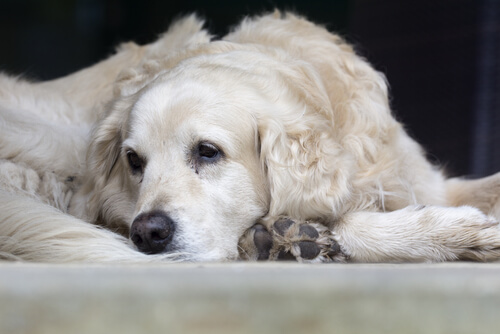 Síntomas de fiebre en un perro