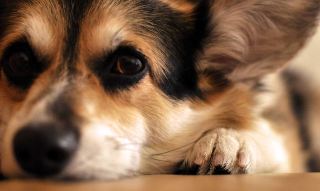 Síntomas de la gastroenteritis en perros