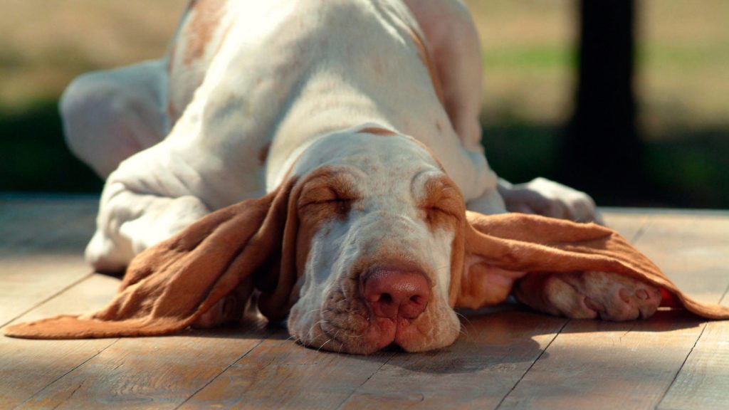 Síntomas del síndrome de Wobbler en perros